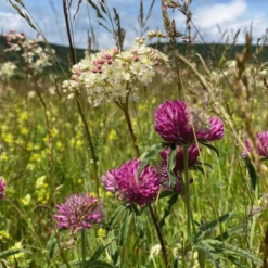 ECOstyle Aaltjes Tegen Larven Uienvlieg