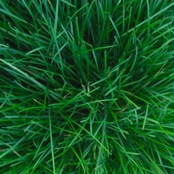 MRS Seeds & Mixtures Akkerflora 10-tal 12 MRS Seeds & Mixtures Akkerflora 10-tal -Goedkope Ecostyle winkel image 166