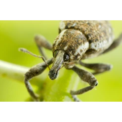 ECOstyle Aaltjes Val Tegen Taxuskever -Goedkope Ecostyle winkel image 203