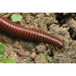 ECOstyle Aaltjes Tegen Miljoenpoten -Goedkope Ecostyle winkel image 205