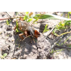 ECOstyle Aaltjes Tegen Veenmollen -Goedkope Ecostyle winkel image 272