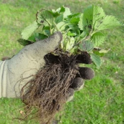 De Wiltfang Foxgloves Original -Goedkope Ecostyle winkel image 282