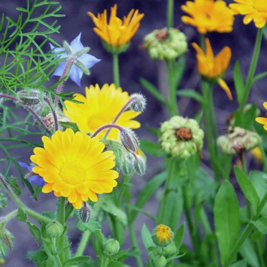 MRS Seeds & Mixtures Biologisch - Tübinger Bijenmengsel 1 MRS Seeds & Mixtures Biologisch - Tübinger Bijenmengsel