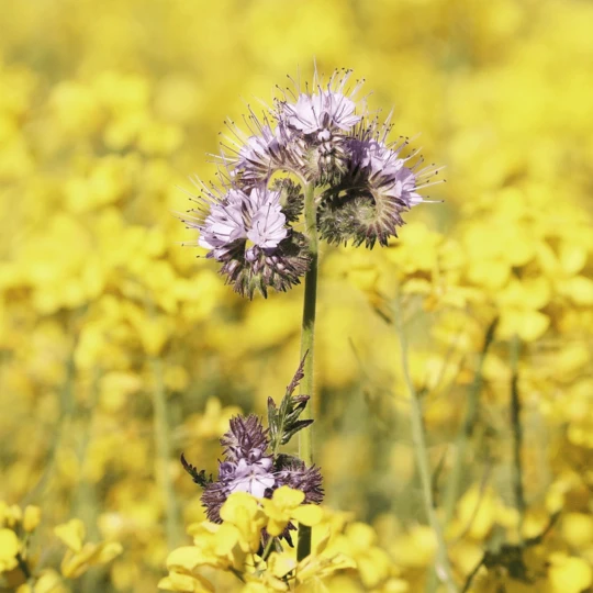 MRS Seeds & Mixtures Biologisch - Tübinger Bijenmengsel 2 MRS Seeds & Mixtures Biologisch - Tübinger Bijenmengsel - Afbeelding 2