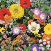 MRS Seeds & Mixtures Japans Bloemengazon -Goedkope Ecostyle winkel image 291