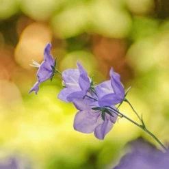 MRS Seeds & Mixtures Bosrand Bloemenmengsel Schaduw Inheems - Meerjarig -Goedkope Ecostyle winkel image 309