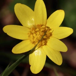 MRS Seeds & Mixtures Bosrand Bloemenmengsel Schaduw Inheems - Meerjarig -Goedkope Ecostyle winkel image 311