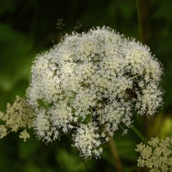 MRS Seeds & Mixtures Bosrand Bloemenmengsel Schaduw Inheems - Meerjarig -Goedkope Ecostyle winkel image 312