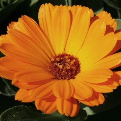 MRS Seeds & Mixtures Biologisch Lieveheersbeestjes Bloemenmengsel -Goedkope Ecostyle winkel image 326