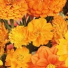 MRS Seeds & Mixtures Zomerbloemen Oranje Tinten Mix -Goedkope Ecostyle winkel image 334