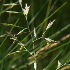 MRS Seeds & Mixtures Schapegras