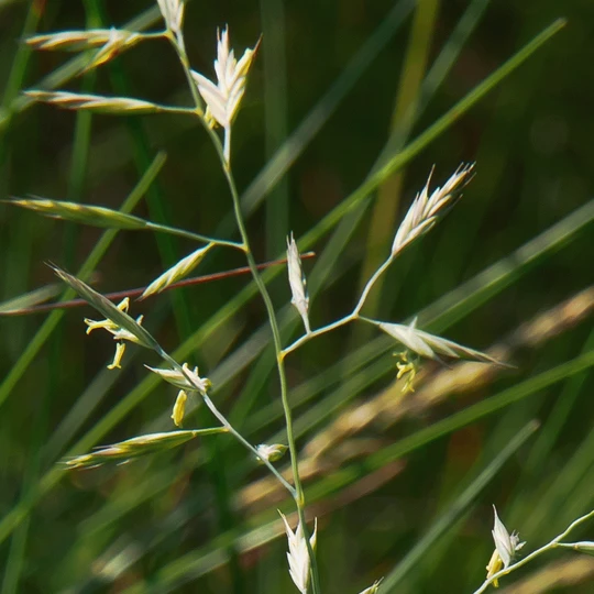 De Wiltfang Allround Beschermingshandschoen - Leer 1 De Wiltfang Allround Beschermingshandschoen - Leer