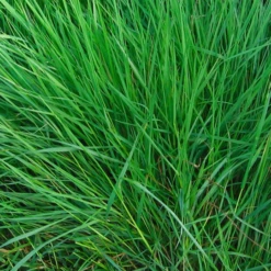 ECOstyle Aaltjes Tegen Larven Bladwesp