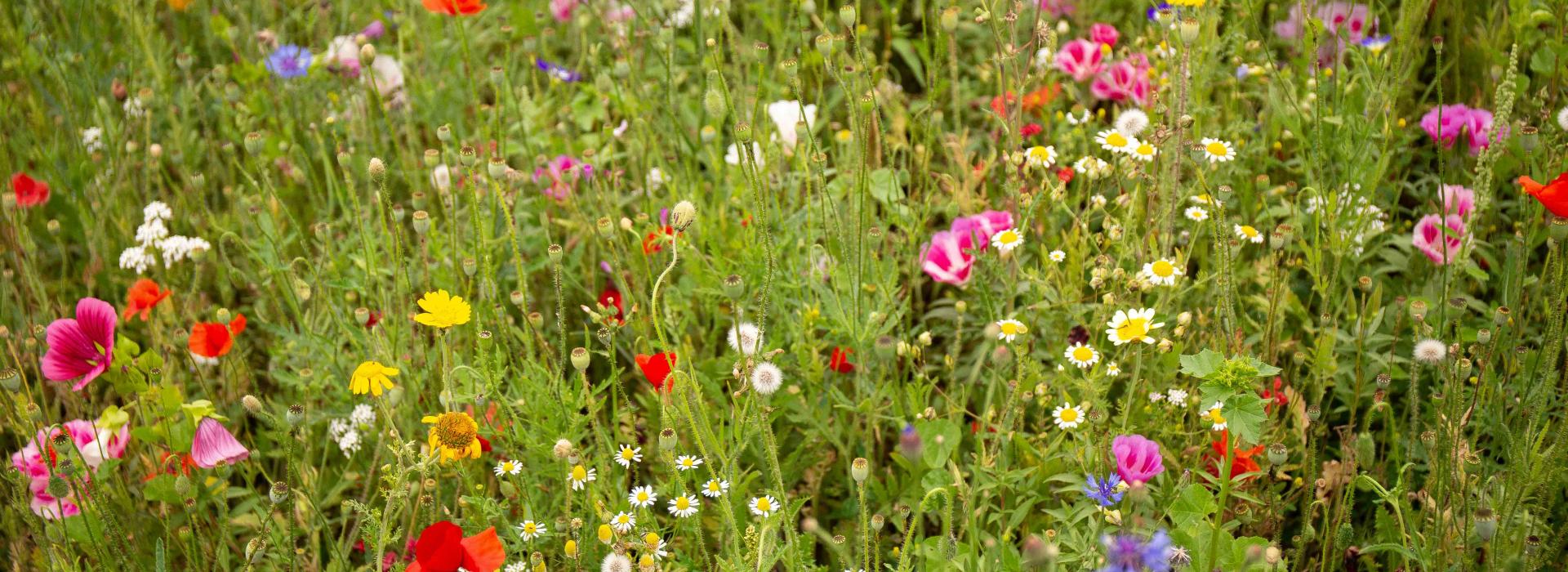 Goedkope Ecostyle winkel -Goedkope Ecostyle winkel img 1117